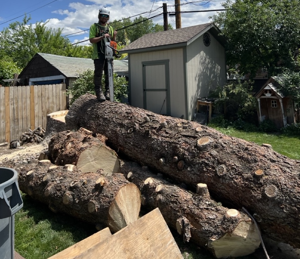 Tree removal on a residential property in Sandy, Utah